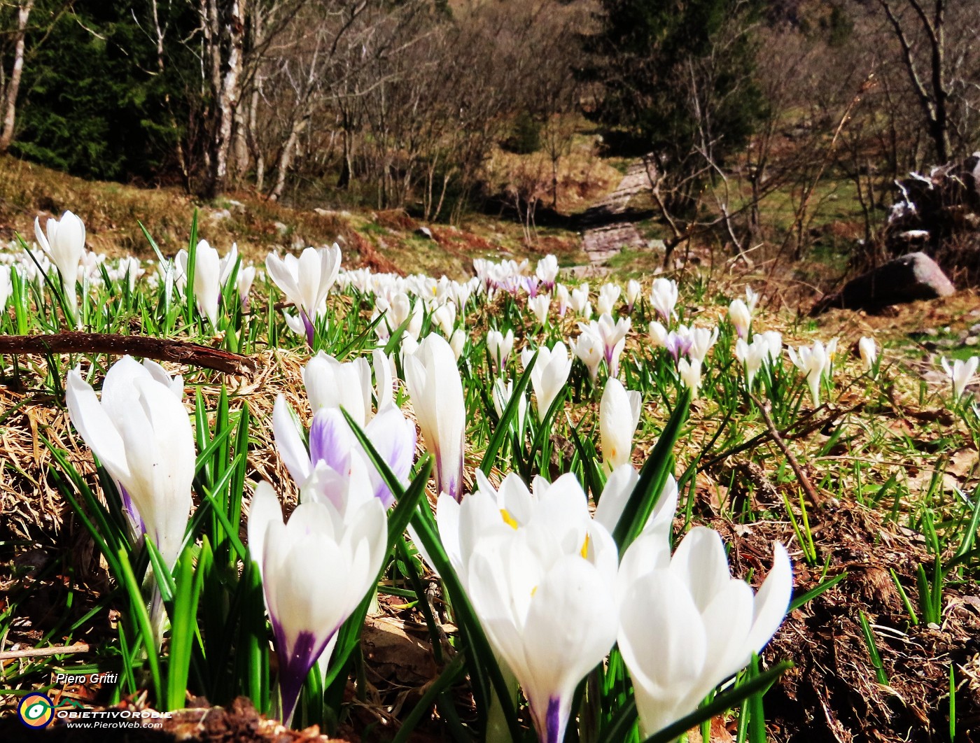 05 Crocus vernus in fiore.JPG